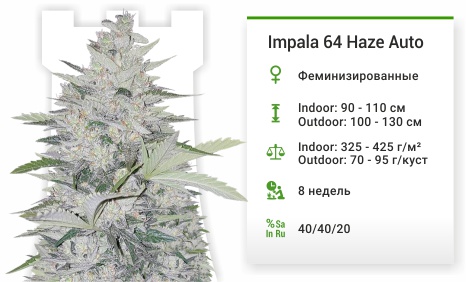Impala 64 Haze Auto
