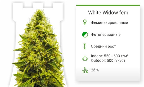 White Widow от Victory Seeds