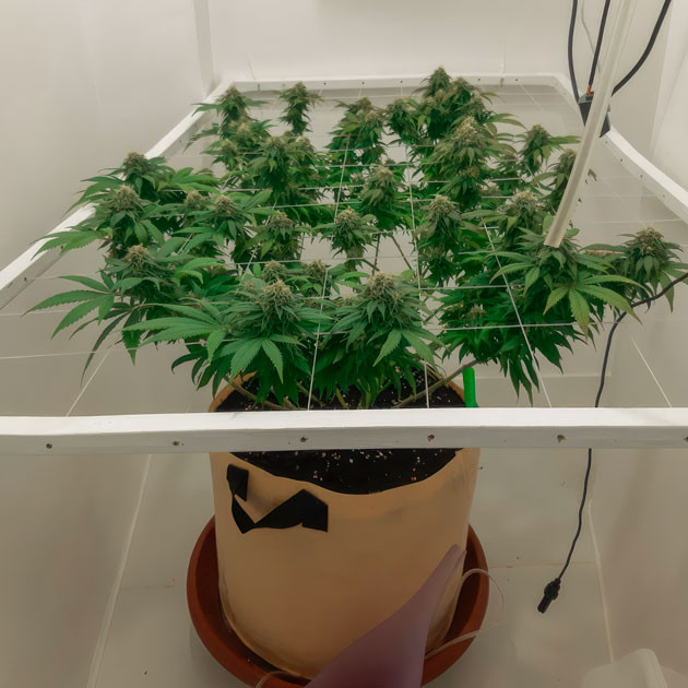 Куст Blackberry Moonrocks от AlphaFem Seeds на 15 неделе