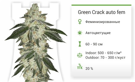 Сорт марихуаны Green Crack auto Green Crack auto fem от FastBuds