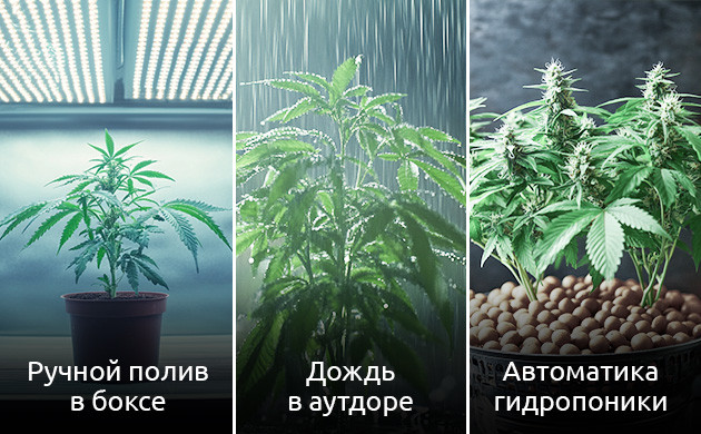 Виды полива в зависимости от способов выращивания конопли