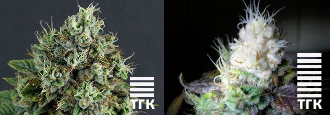 уровень тгк в белых наростах конопли