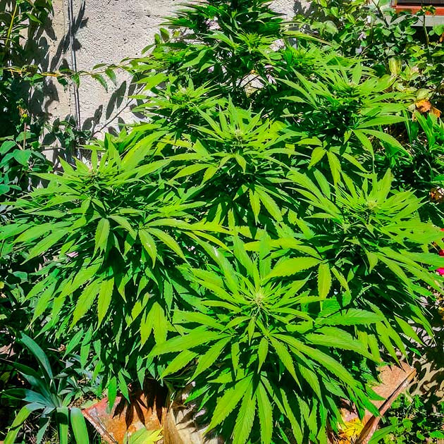 Куст после подрезки