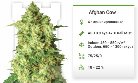 Afghan Cow