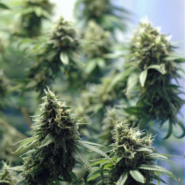 f1 weed