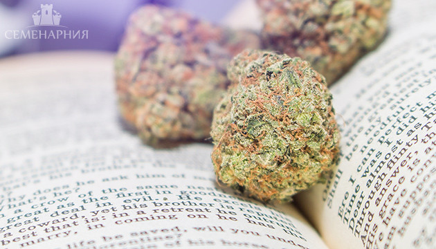 Шишки и гника