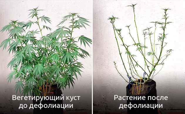 Что такое дефолиация конопли