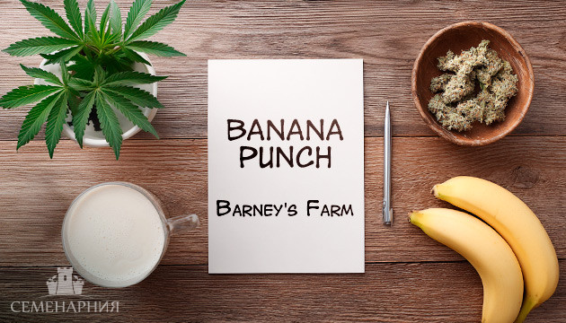 Гроурепорт сорта конопли Banana Punch от Barney's Farm Выращивание сорта марихуаны Banana Punch от Barney's Farm