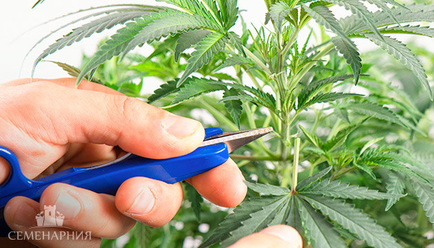 Дефолиация конопли