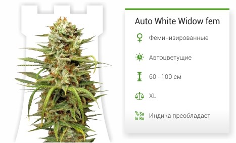 Auto White Widow fem От Dutch Passion