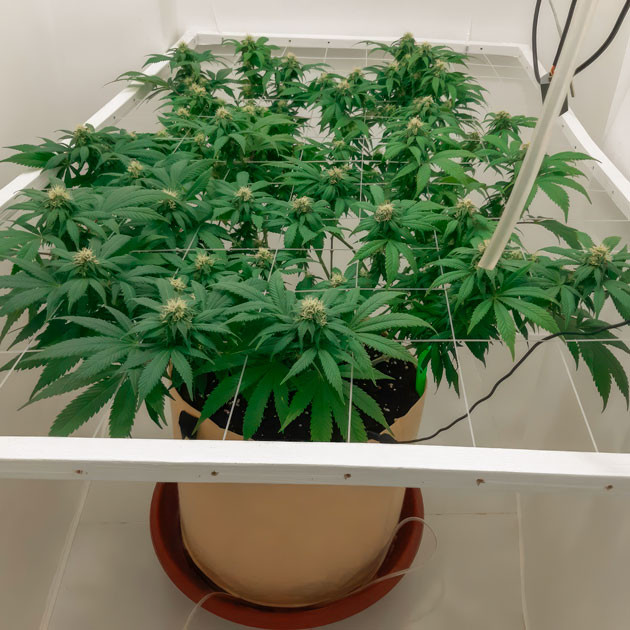 Куст Blackberry Moonrocks на 13 неделе выращивания