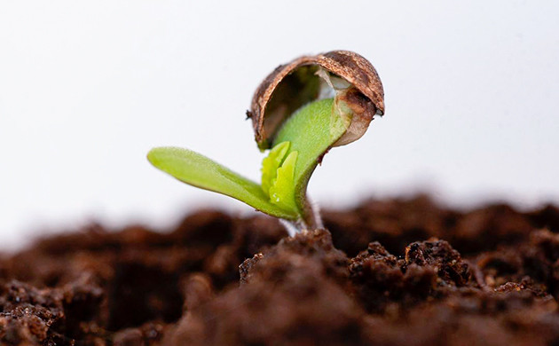 Прямое проращивание в грунте