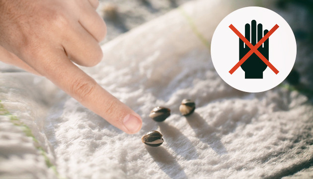 Не трогать семечко