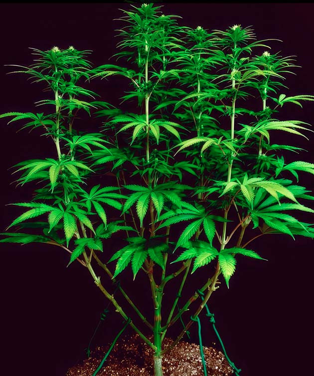 Проведение LST и удобрения для конопли Куст DDoS #33 от Herbies Seeds на стадии цветения
