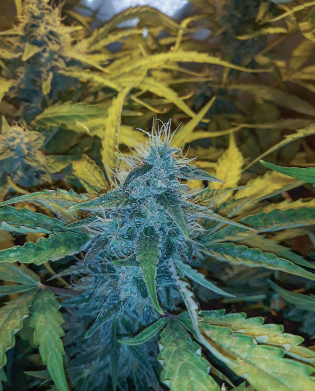 Проблемы со вторым кустом конопли Куст на 8 неделе выращивания