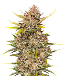 Ztrawberriez Auto fem (FastBuds)