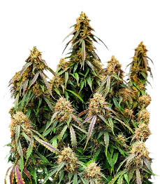 Auto Power Plant fem (Dutch Passion)