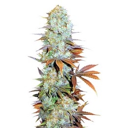 Сорт Somango мини