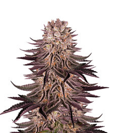 Mimosa X Orange Punch fem (Barney's Farm)