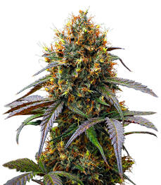 Guava Runtz Auto fem (FastBuds)