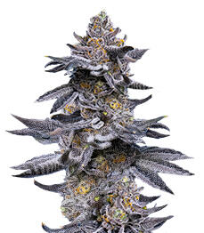LFG fem (Barney's Farm)