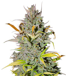 Crystal WW Autoflower fem (Easy Grow Seeds)