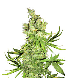 Lemon OG fem (AlphaFem Seeds)