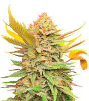 Grandmommy Purple fem (Herbies Seeds)