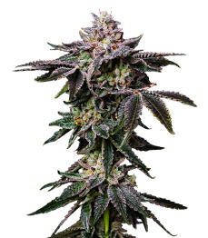 Z42 fem (FastBuds)