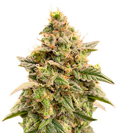 Monster Gelato Auto fem (Monster Genetics)