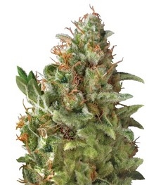 Auto American Pie fem (Pyramid Seeds)