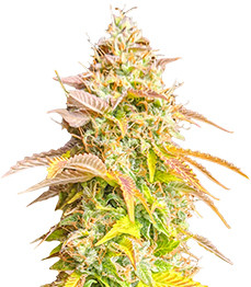 Gorilla Glue Auto fem (Barney's Farm)