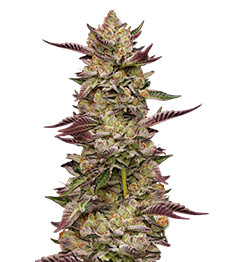 Poddy Mouth fem (Humboldt Seed Company)