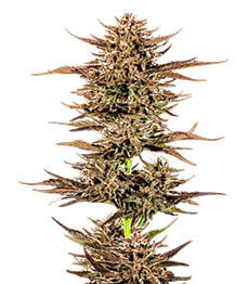 Frosted Zinn x 3 Bears OG Auto fem (Barney's Farm)
