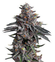 Zillions fem (Barney's Farm)