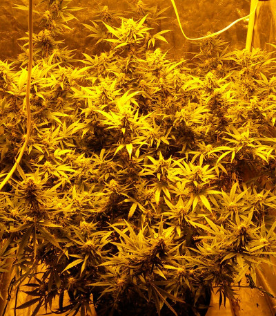 Сорт Sweet Black Angel fem (Samsara Seeds)