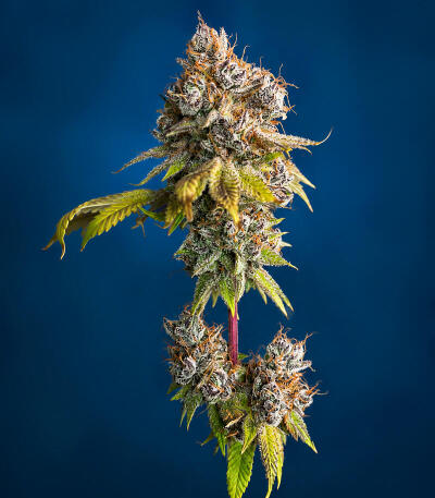 Сорт Cookie Casket fem (Barney's Farm)