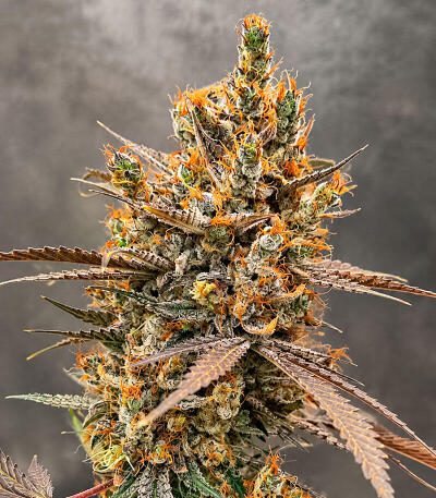 Сорт Mendo Guava Auto fem (FastBuds)