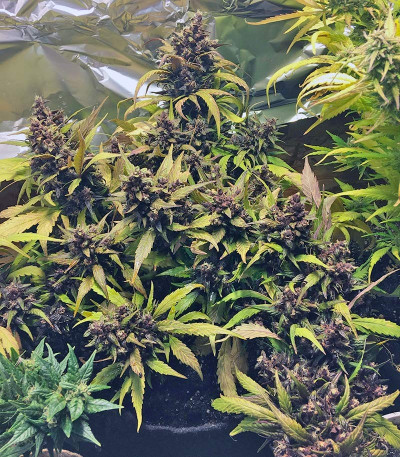 Сорт Red Poison Auto (Sweet Seeds)