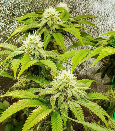 Сорт Watermelon Zkittlez Fast Version fem (Easy Grow Seeds)