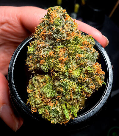 Сорт Z42 fem (FastBuds)