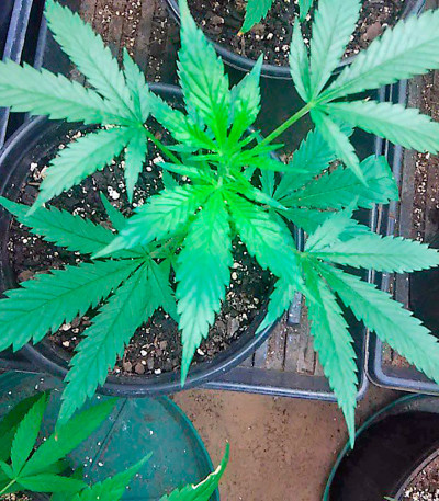 Сорт Kilimanjaro fem (World of Seeds)