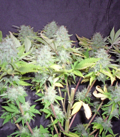 Сорт Blue Kripple fem (Dr. Krippling Seeds)
