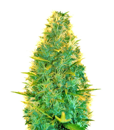 Сорт Lowryder Auto reg (Doctor’s Choice)