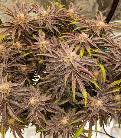 Сорт Rainbow Melon fem (FastBuds)