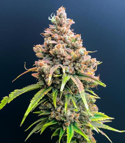 Сорт 10TH Planet R1 fem (Ethos Genetics)