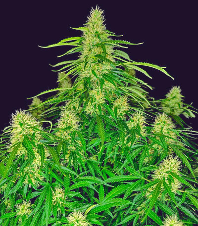 Сорт Z-Up Auto fem (FastBuds)