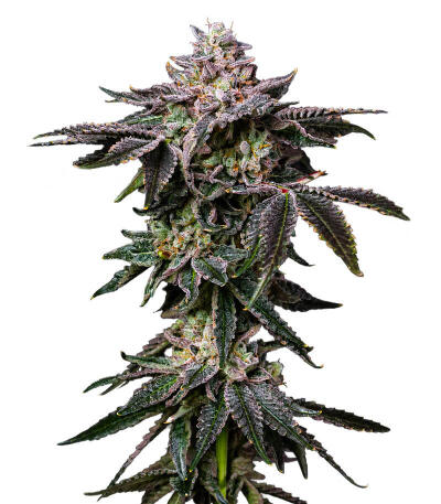 Сорт Z42 fem (FastBuds)