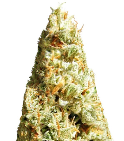 Сорт Amnesia Ganja Haze Auto fem (Sumo Seeds)