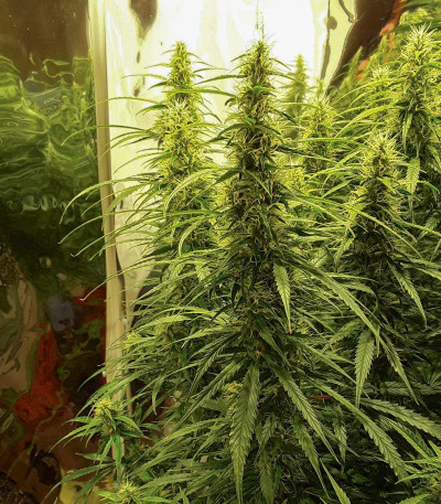 Сорт West Coast O.G. Auto fem (FastBuds)